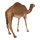 Design Toscano Grand-Scale Desert Camel Statue NE120052 - Image 3