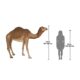 Design Toscano Grand-Scale Desert Camel Statue NE120052 - Image 4