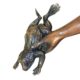 design-toscano-catch-and-release-boy-with-frog-cast-bronze-garden-statue-pn7292