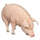 design-toscano-divine-swine-life-size-farm-pig-statue-ne120073