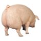 design-toscano-divine-swine-life-size-farm-pig-statue-ne120073