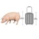 design-toscano-divine-swine-life-size-farm-pig-statue-ne120073