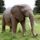 Design Toscano Enormous African Elephant Statue NE100059 - Image 2