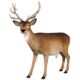 design-toscano-forest-white-tailed-buck-male-deer-statue-ne190016
