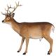 design-toscano-forest-white-tailed-buck-male-deer-statue-ne190016