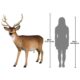design-toscano-forest-white-tailed-buck-male-deer-statue-ne190016