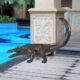 design-toscano-gator-on-the-prowl-spitting-bronze-alligator-garden-statue-su1860
