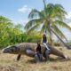 Design Toscano Giant Megalania Monitor Lizard Statue NE130056