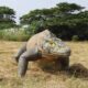 Design Toscano Giant Megalania Monitor Lizard Statue NE130056 - Image 4
