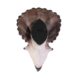 design-toscano-giant-triceratops-dinosaur-wall-trophy-ne110016