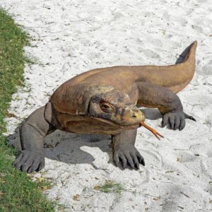 design-toscano-grande-scale-komodo-dragon-statue-grande-ne80121