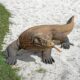 design-toscano-grande-scale-komodo-dragon-statue-grande-ne80121