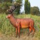 design-toscano-grande-scale-red-deer-buck-statue-ne140044