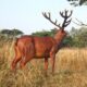 design-toscano-grande-scale-red-deer-buck-statue-ne140044