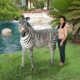 design-toscano-grand-scale-african-zebra-statue-ne110075
