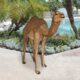 Design Toscano Grand-Scale Desert Camel Statue NE120052 - Image 5