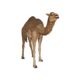 Design Toscano Grand-Scale Desert Camel Statue NE120052 - Image 6