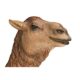Design Toscano Grand-Scale Desert Camel Statue NE120052 - Image 7