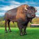 Design Toscano Large Scale Buffalo of the Great Plains Statue NE170229