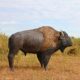 Design Toscano Large Scale Buffalo of the Great Plains Statue NE170229 - Image 2