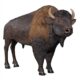Design Toscano Large Scale Buffalo of the Great Plains Statue NE170229 - Image 3