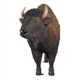 Design Toscano Large Scale Buffalo of the Great Plains Statue NE170229 - Image 4