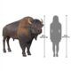 Design Toscano Large Scale Buffalo of the Great Plains Statue NE170229 - Image 8