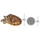 design-toscano-life-size-resting-bengal-tigress-and-club-statue-ne120011