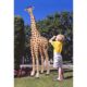 design-toscano-mombasa-the-garden-giraffe-statue-ng13777