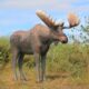 Design Toscano North American Majestic Moose Full Scale Animal Statue NE170211