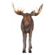 Design Toscano North American Majestic Moose Full Scale Animal Statue NE170211 - Image 6