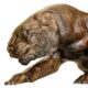 design-toscano-prowling-tiger-cast-bronze-garden-statue-as2733-1
