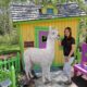 design-toscano-the-alpacalypse-of-alpaca-garden-statues-giant-ne80074