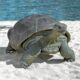 design-toscano-the-galapagos-tortoise-grand-scale-turtle-statue-ne80124