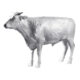 design-toscano-the-grand-scale-wildlife-animal-collection-hereford-steer-statue-unpainted-ne980125
