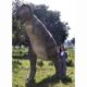 Design Toscano The Jurassic-Sized T-Rex Dinosaur Statue NE80126 - Image 2