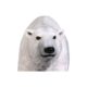 design-toscano-the-polar-bear-on-the-prowl-statue-nee110009