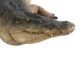 design-toscano-tropical-wetlands-crocodile-statue-ne80123